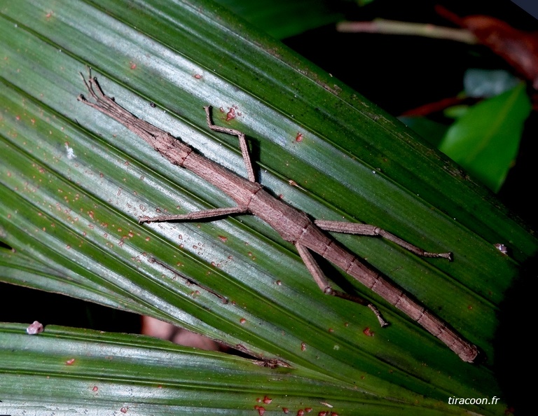 	Lamponius guerini	