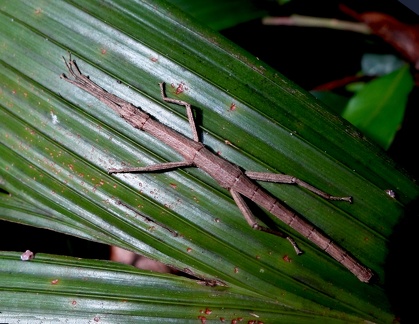 	Lamponius guerini	