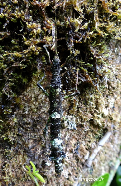 Phasme de Guérin, Lamponius guerini, femelle forme épineuse.
Trace Victor Hugues, Saint-Claude. DSC04273M.jpg