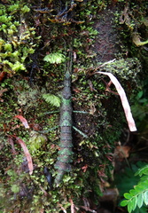 	Lamponius guerini	