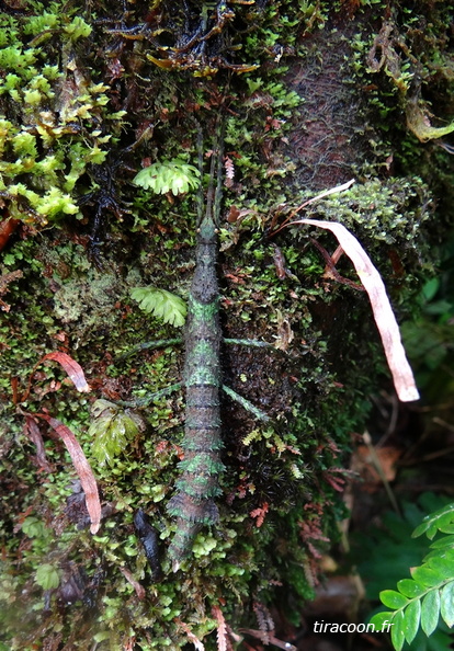 Phasme de Guérin, Lamponius guerini, femelle forme épineuse.
Trace Victor Hugues, Saint-Claude. DSC05077M.jpg