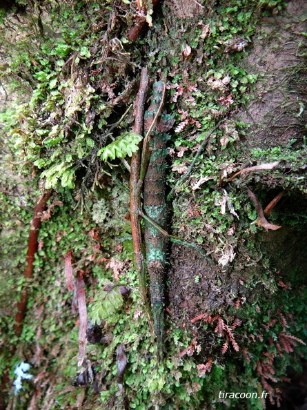 Accouplement de Phasmes de Guérin, Lamponius guerini.
Trace Victor Hugues, Saint-Claude. DSC07014M.jpg