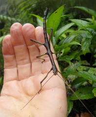 	Lamponius guerini