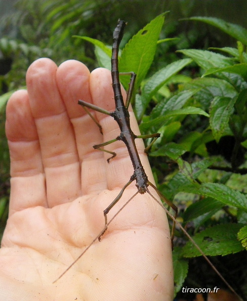 	Lamponius guerini