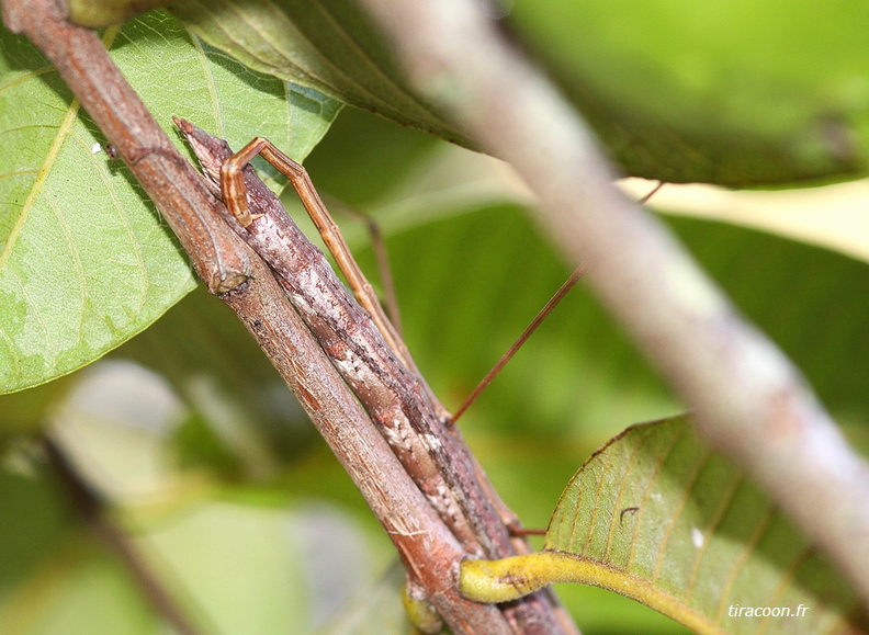 	Clonistria sp.	