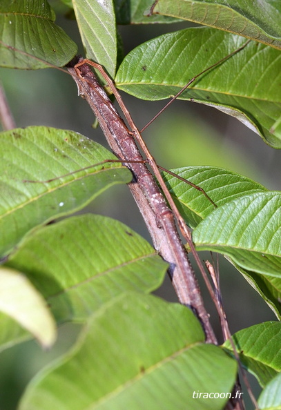 	Clonistria sp.	