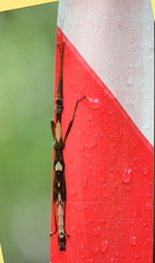 	Lamponius guerini	