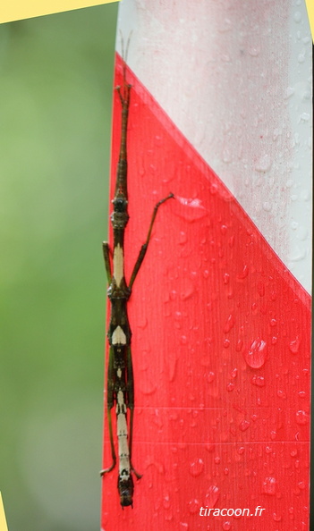 	Lamponius guerini	