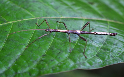 	Lamponius guerini	