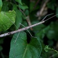 	Clonistria guadeloupensis