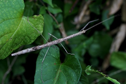 	Clonistria guadeloupensis