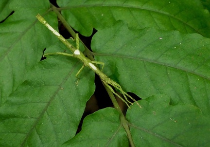 	Lamponius guerini	