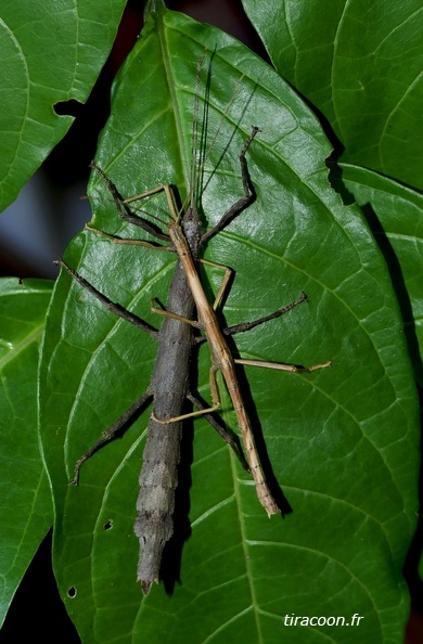 	Lamponius guerini	