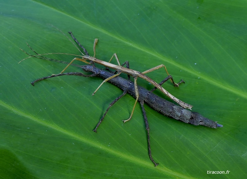 	Lamponius guerini	