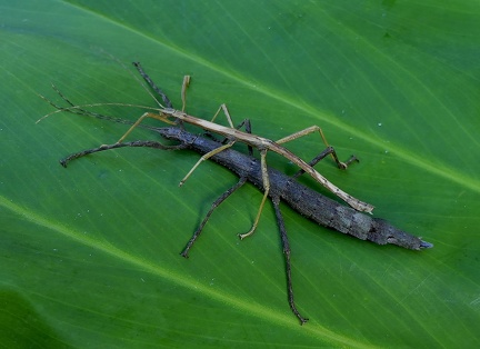 	Lamponius guerini	