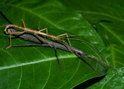 	Lamponius guerini	