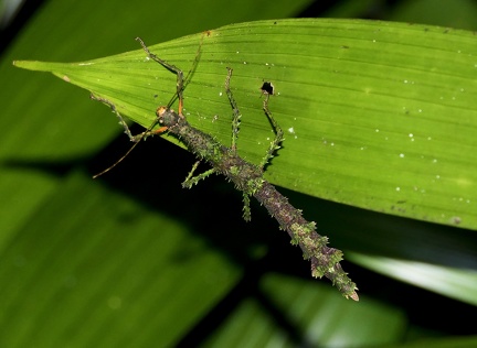 	Lamponius guerini	