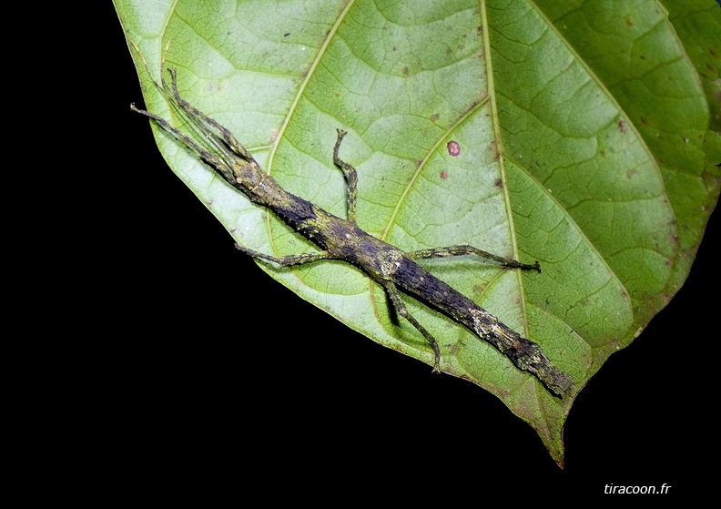 	Lamponius guerini	