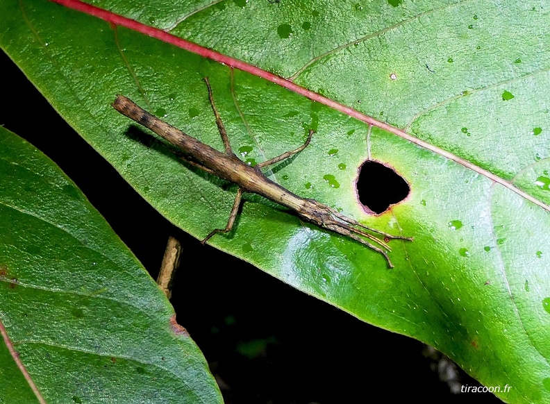 	Lamponius lethargicus