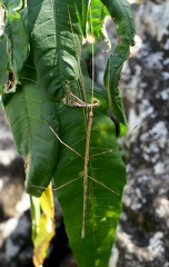 	Clonistria guadeloupensis