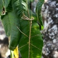 	Clonistria guadeloupensis