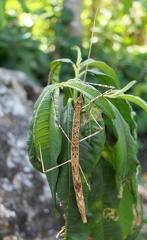 	Clonistria guadeloupensis