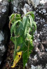 	Clonistria guadeloupensis