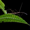 	Paraclonistria nigramala