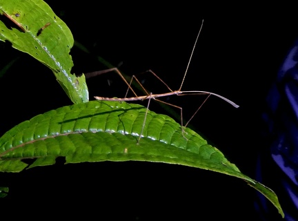 	Paraclonistria nigramala