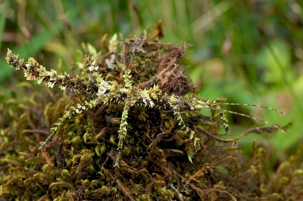 	Lamponius guerini	