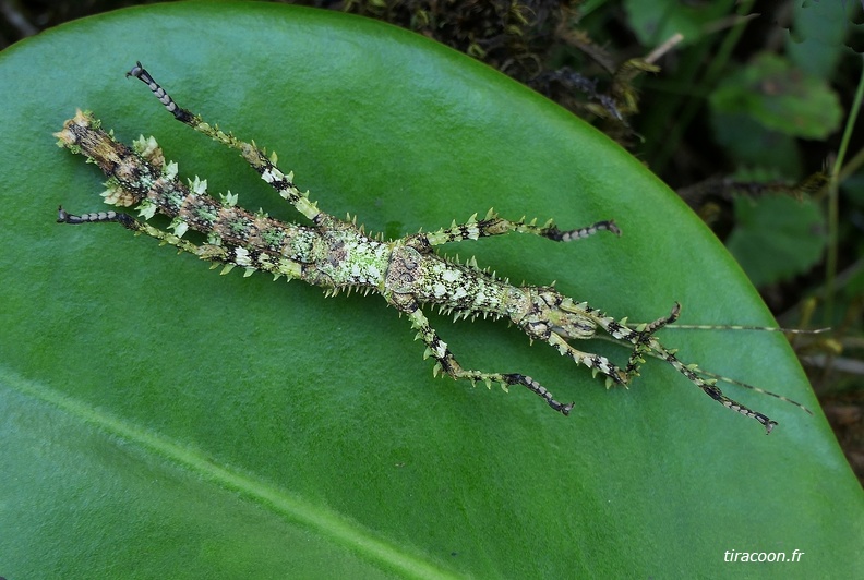 	Lamponius guerini	