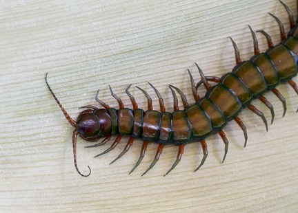 Scolopendra subspinipes