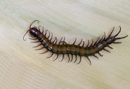 Scolopendra subspinipes