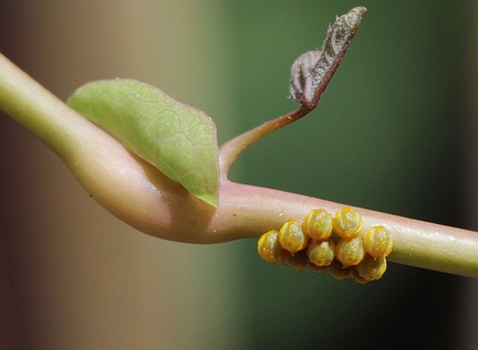 Battus polydamas neodamas