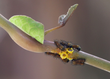 Battus polydamas neodamas