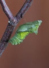 Battus polydamas neodamas