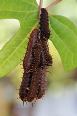 Battus polydamas neodamas