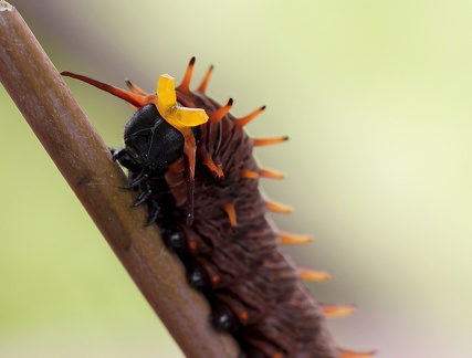 Battus polydamas neodamas