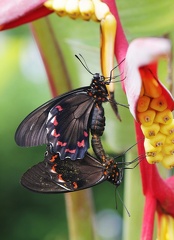 Battus polydamas neodamas