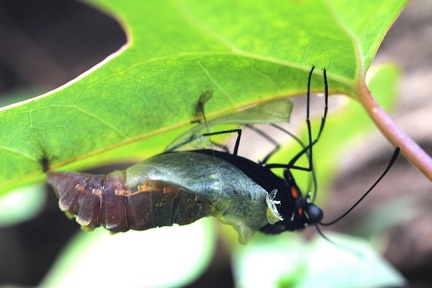 Battus polydamas neodamas