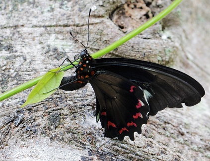 Battus polydamas neodamas