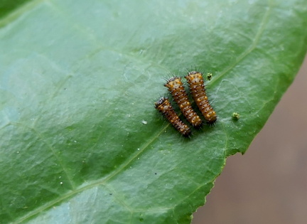 Battus polydamas neodamas