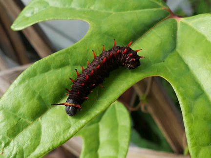 	Battus polydamas neodamas