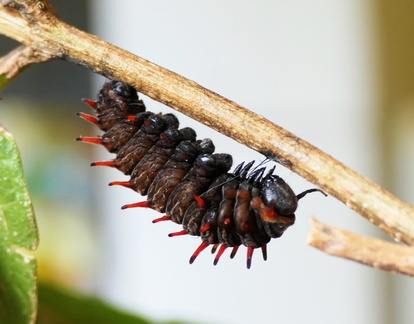 Battus polydamas neodamas