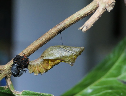 Battus polydamas neodamas