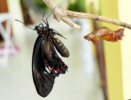 Battus polydamas neodamas