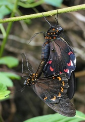 Battus polydamas neodamas