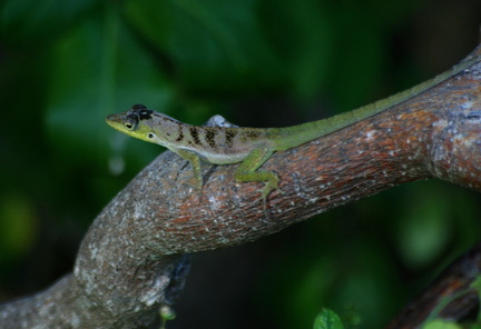 	Anolis roquet	