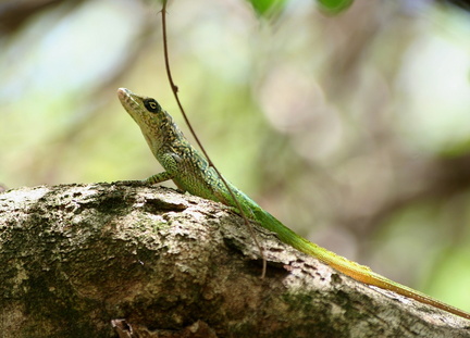 	Anolis roquet	