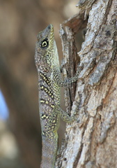 	Anolis roquet	